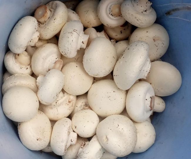 बिहार के इस युवा किसान ने मशरूम की खेती को दिया नया आयाम, नौकरी के